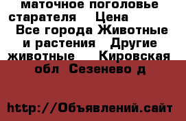 маточное поголовье старателя  › Цена ­ 2 300 - Все города Животные и растения » Другие животные   . Кировская обл.,Сезенево д.